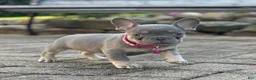 French Bulldog dogs for sale: Tasha Video Ad - Ad 8