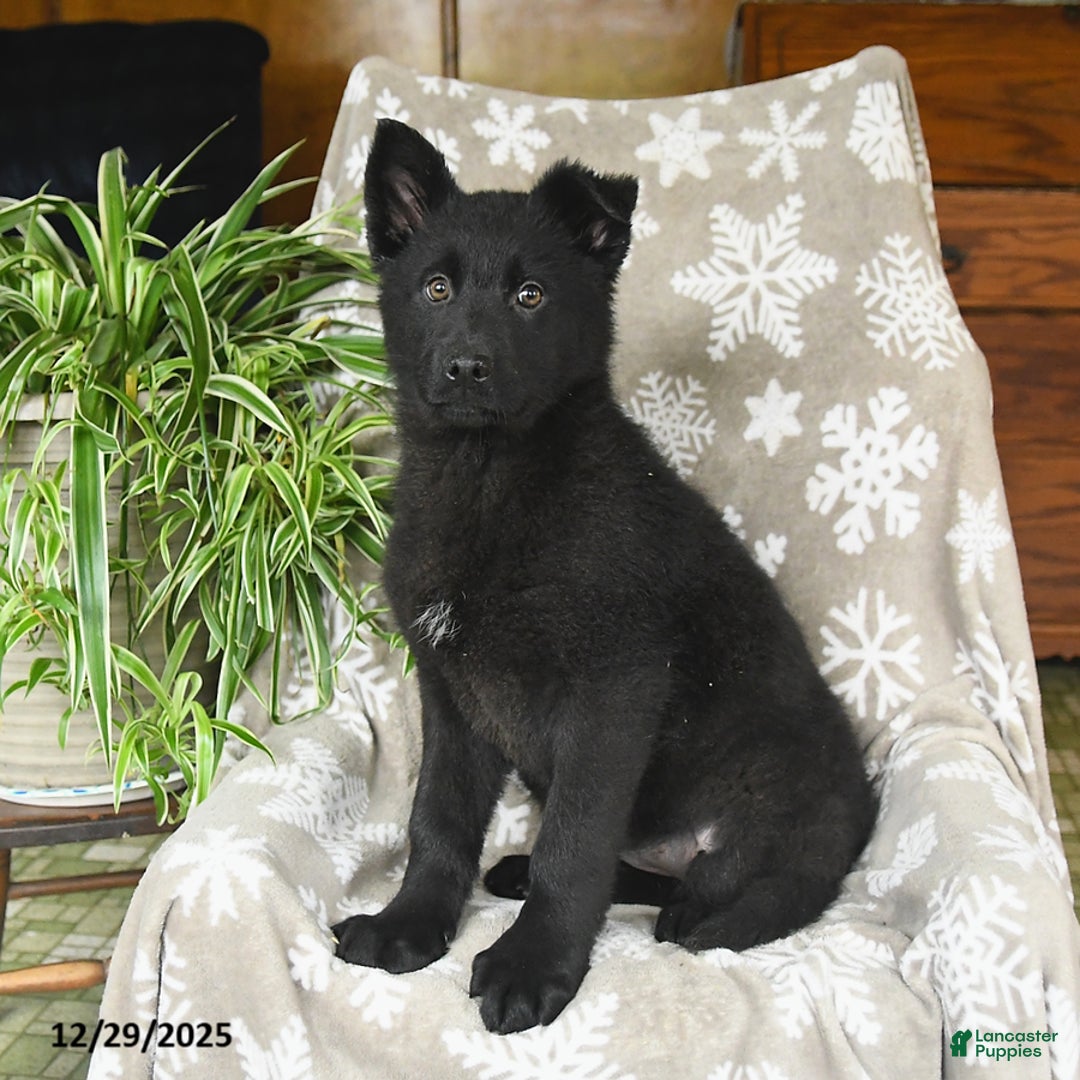 German Shepherd dogs for sale: Penny - Ad 3