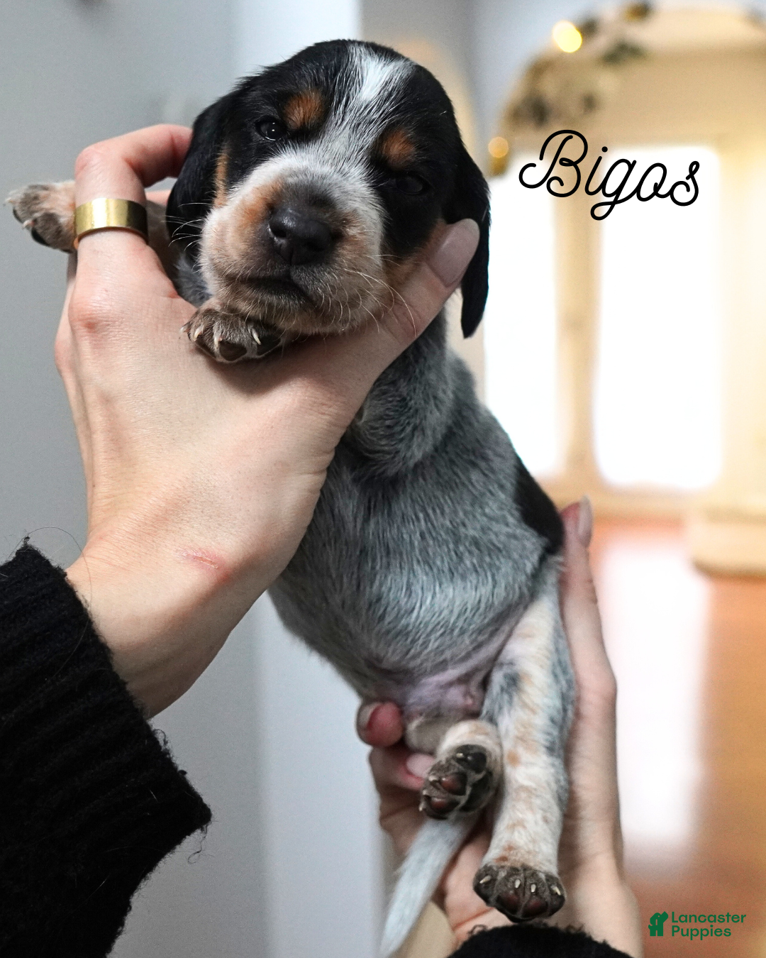 Beagle dogs for sale: Bigos - Ad 1