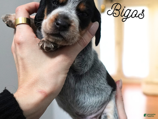 Beagle dogs Bigos - Ad 41