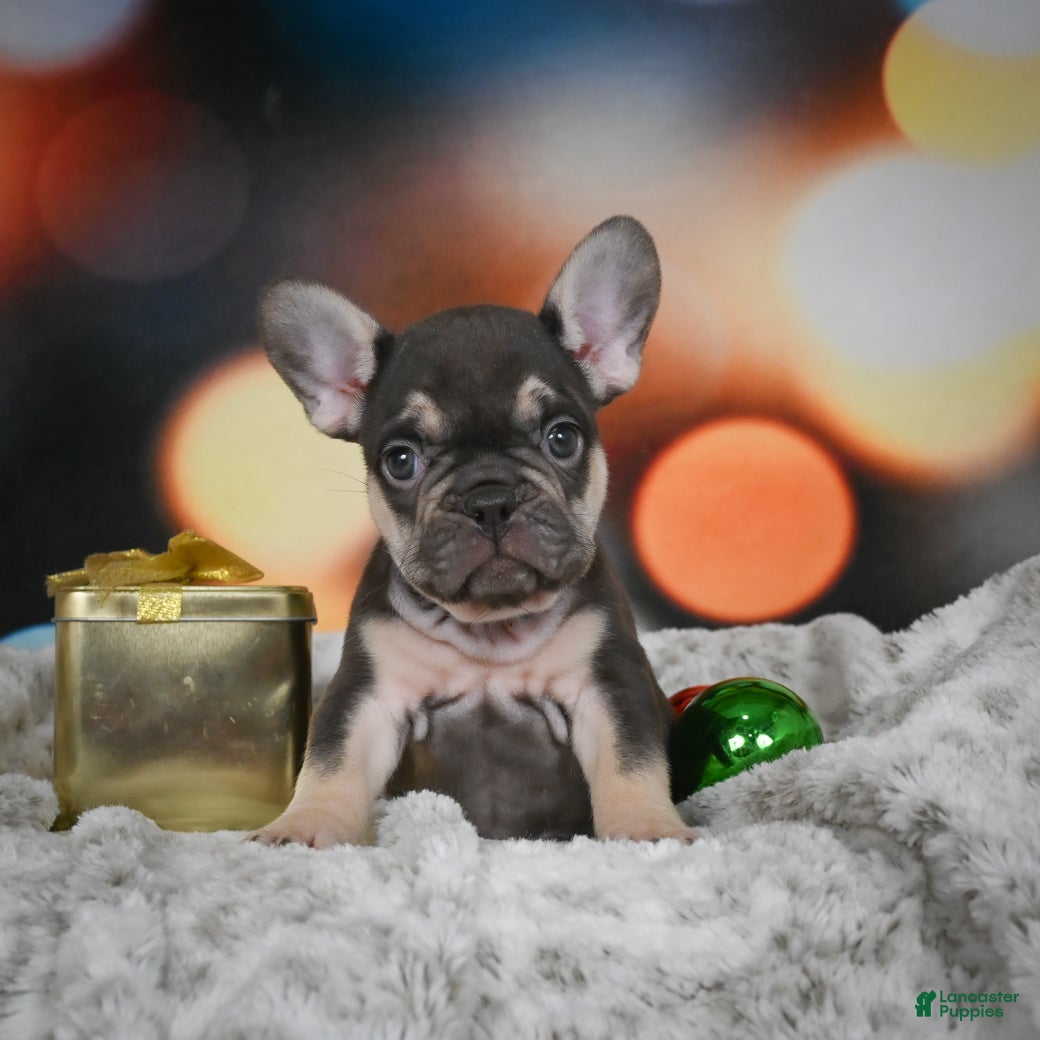 French Bulldog dogs Cordell - Ad 3