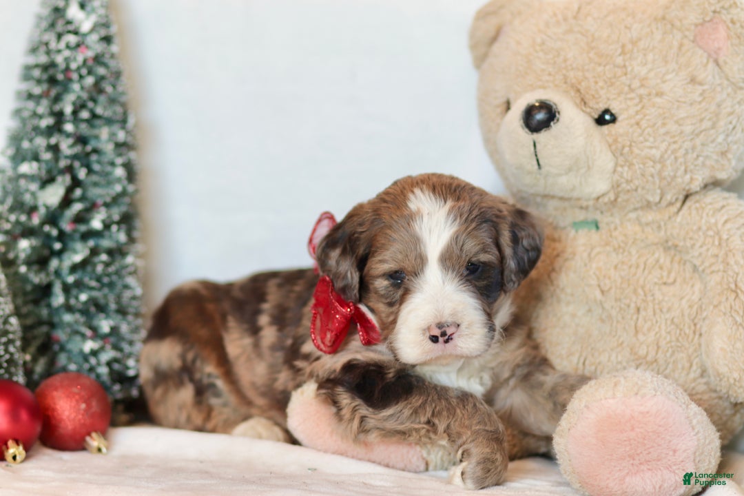 Bernedoodle dogs for sale: Aspen - Ad 6