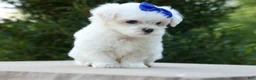 Maltese dogs for sale: OREO - Ad 9