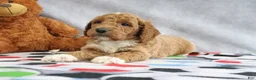 Mini Goldendoodle dogs for sale: Carlos - Ad 2