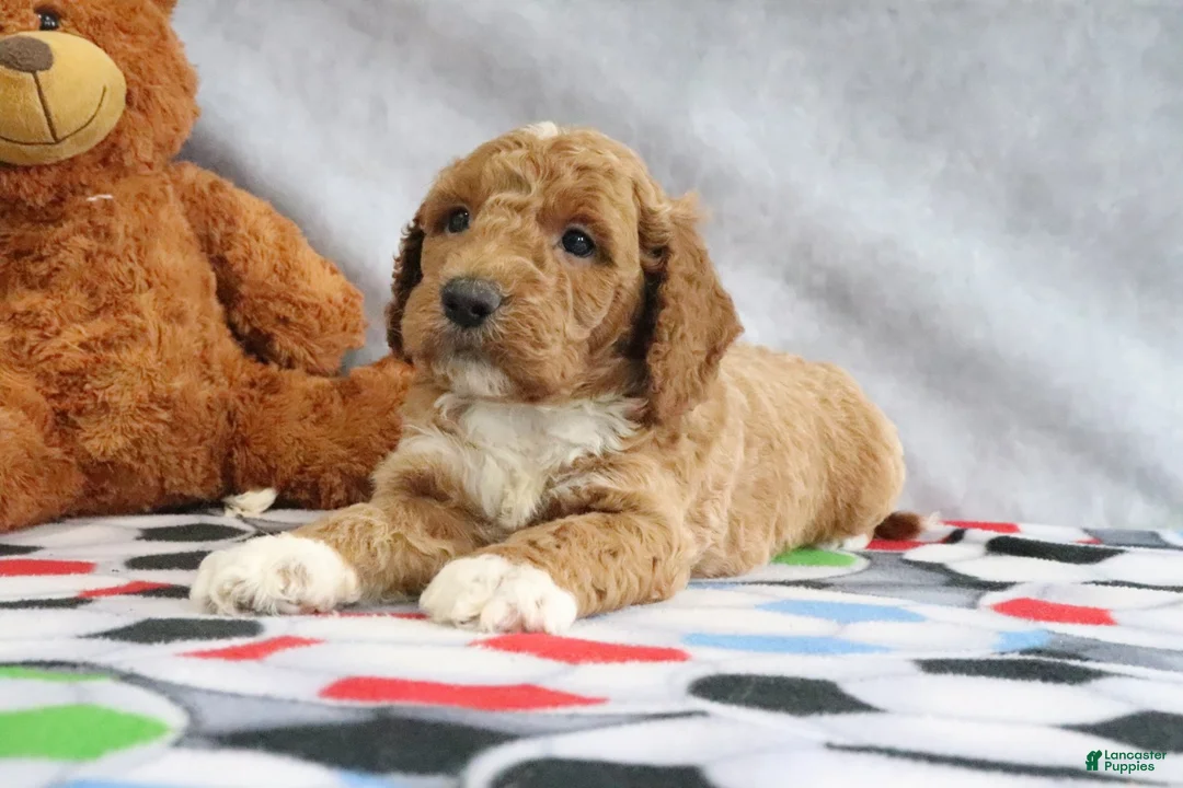 Mini Goldendoodle dogs for sale: Carlos - Ad 2
