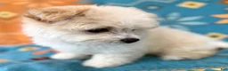 Maltipoo dogs for sale: Maltipoo Puppy 1 - Ad 2