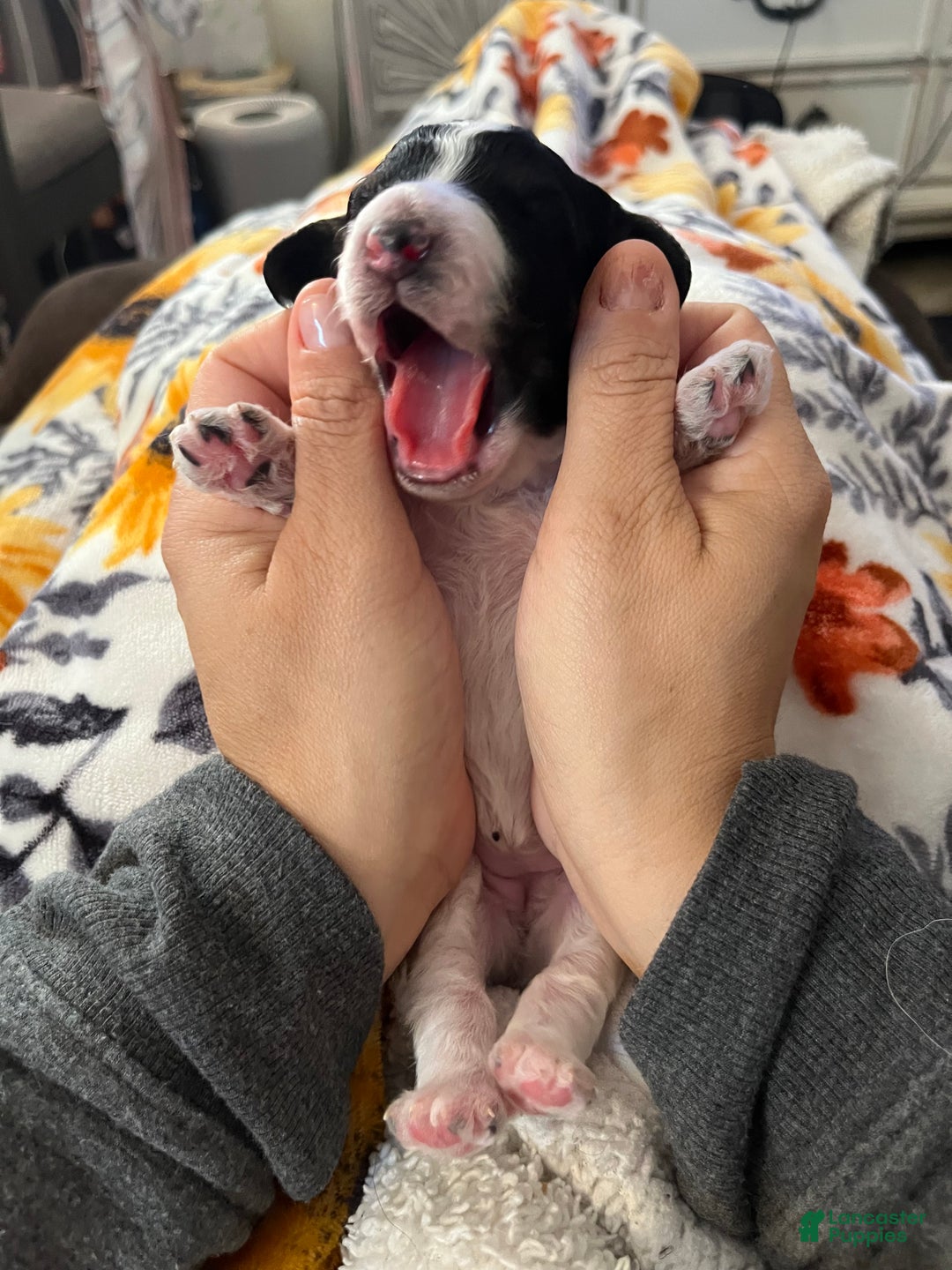 Mini Sheepadoodle dogs for sale: Black-Onyx - Ad 11