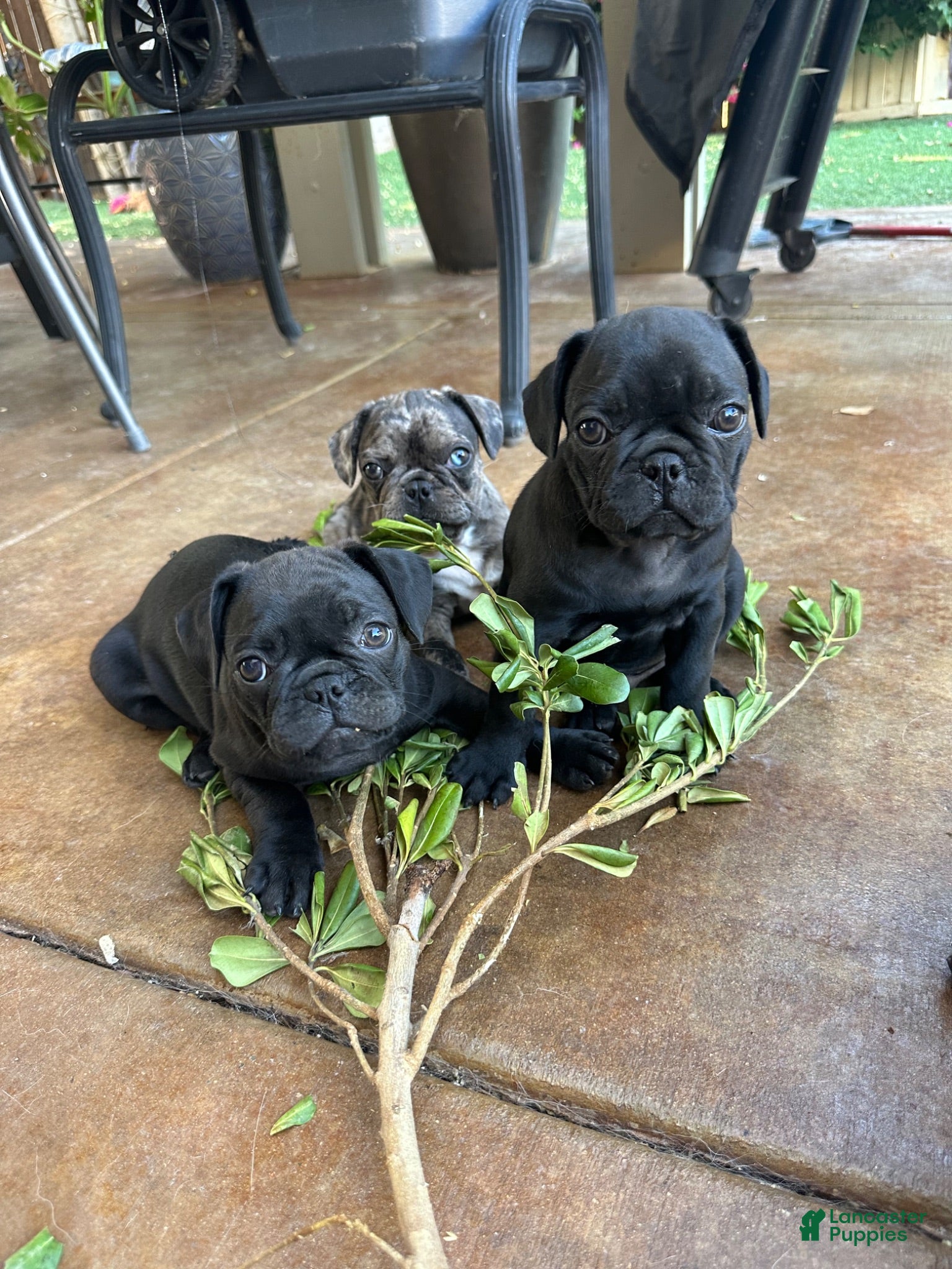Frug dogs Frug 1 - Ad 4