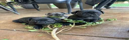 Frug dogs for sale: Frug 1 - Ad 1