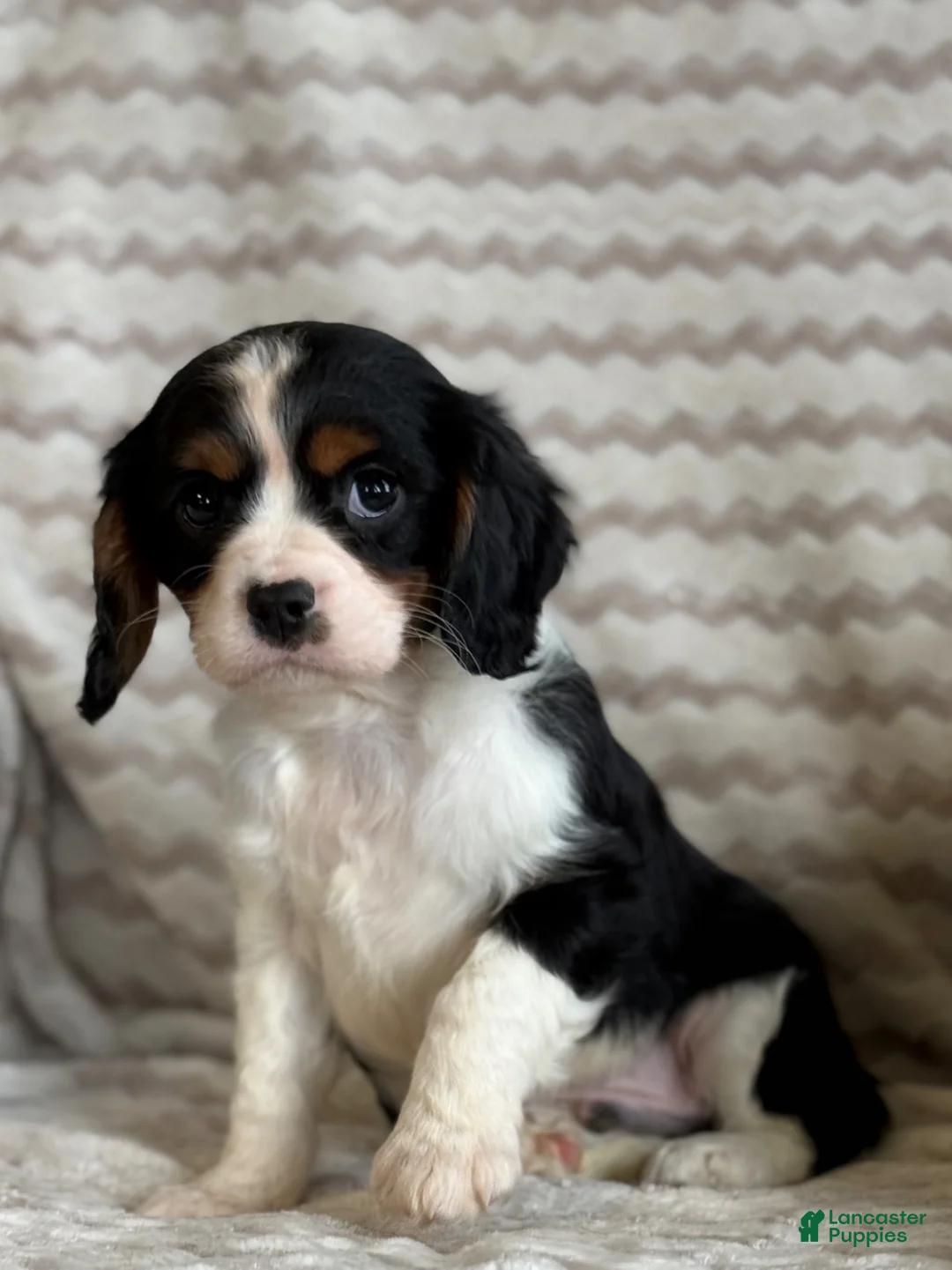 Cavalier King Charles Spaniel dogs for sale: Tucker - Ad 1
