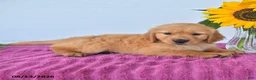 Golden Retriever dogs for sale: Cinnamon - Ad 3