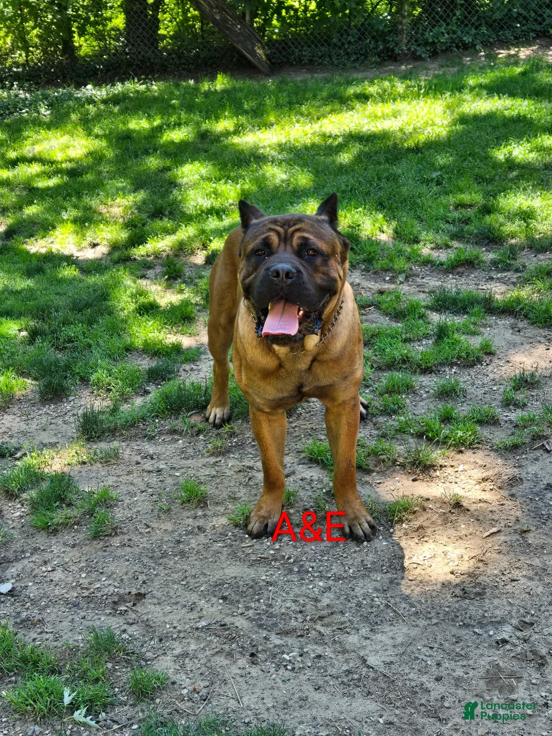 Cane Corso dogs for sale: Cane Corso 3 - Ad 3