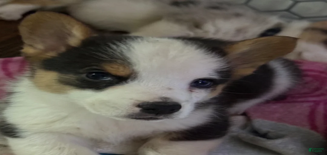 Gallery Image {{count}}