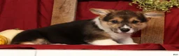 Welsh Corgi Pembroke dogs for sale: Trixie - Ad 7