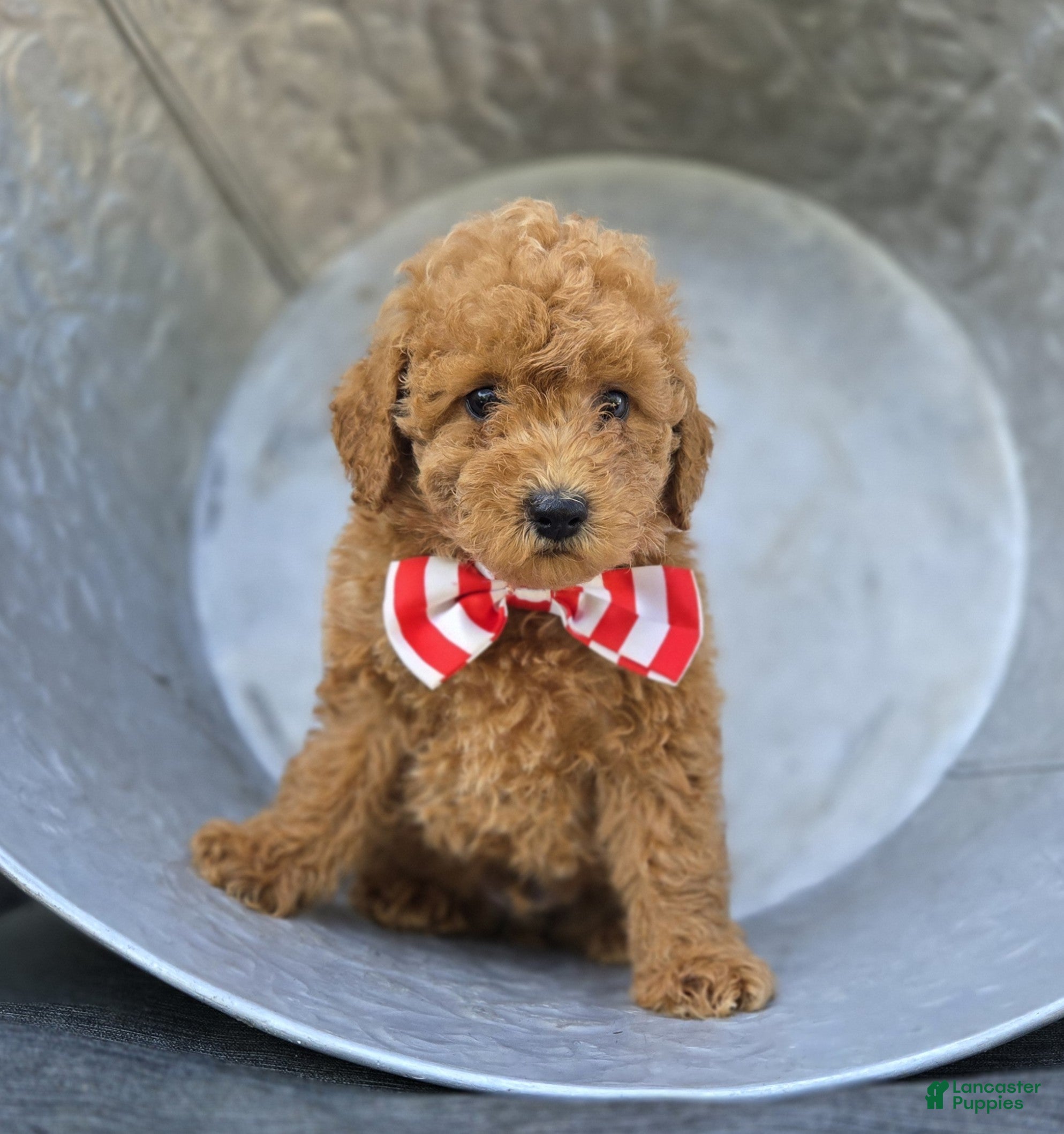 Toy Poodle dogs Bruce - Ad 1