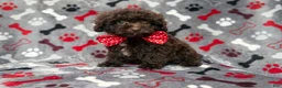 Shihpoo dogs for sale: Benson - Ad 5