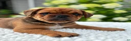 Mixed Breed dogs for sale: Hunter  - Ad 4