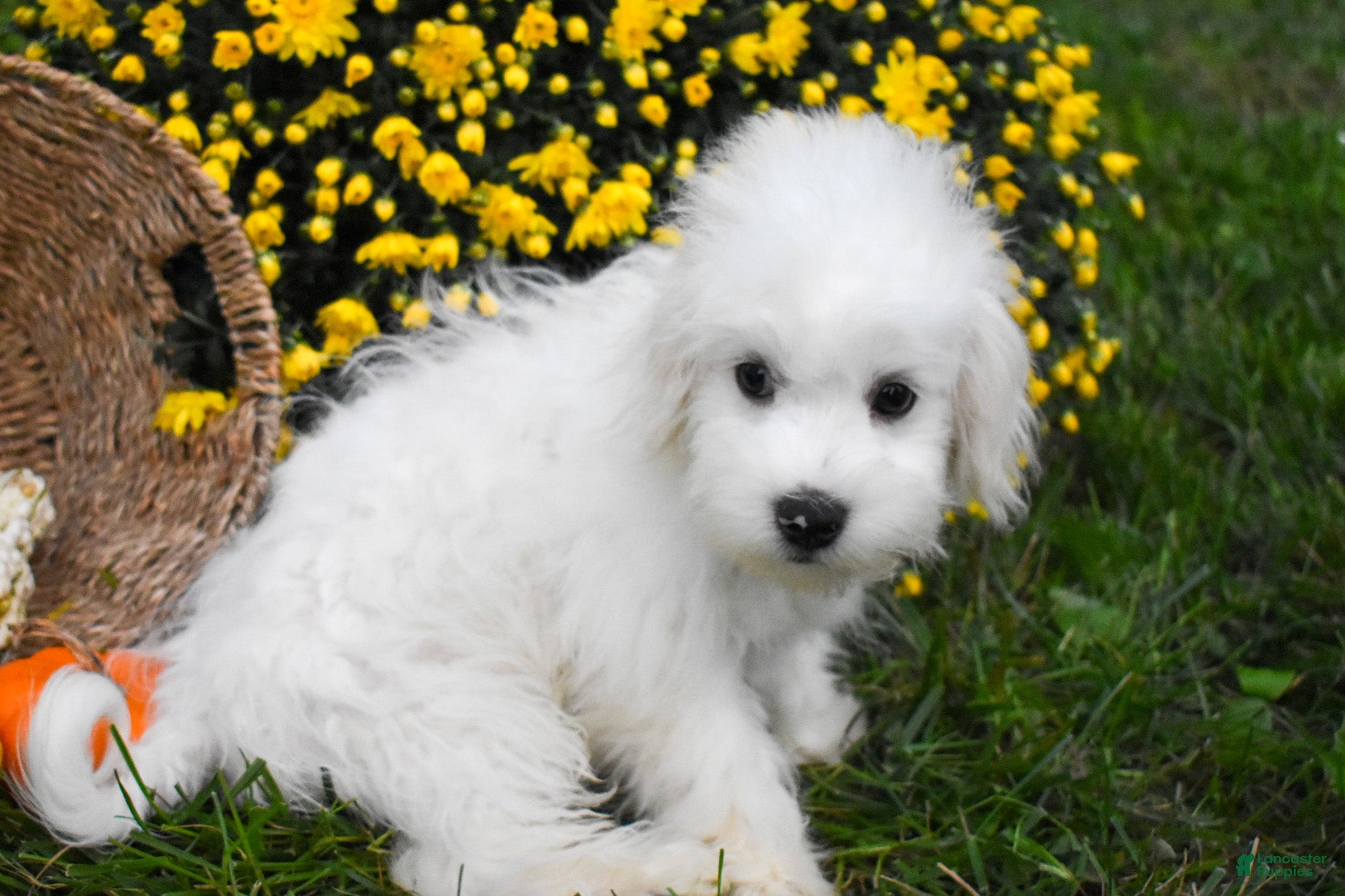 Maltese dogs Baxter 🐶 - Ad 2