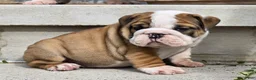 English Bulldog dogs for sale: Monroe - Ad 4
