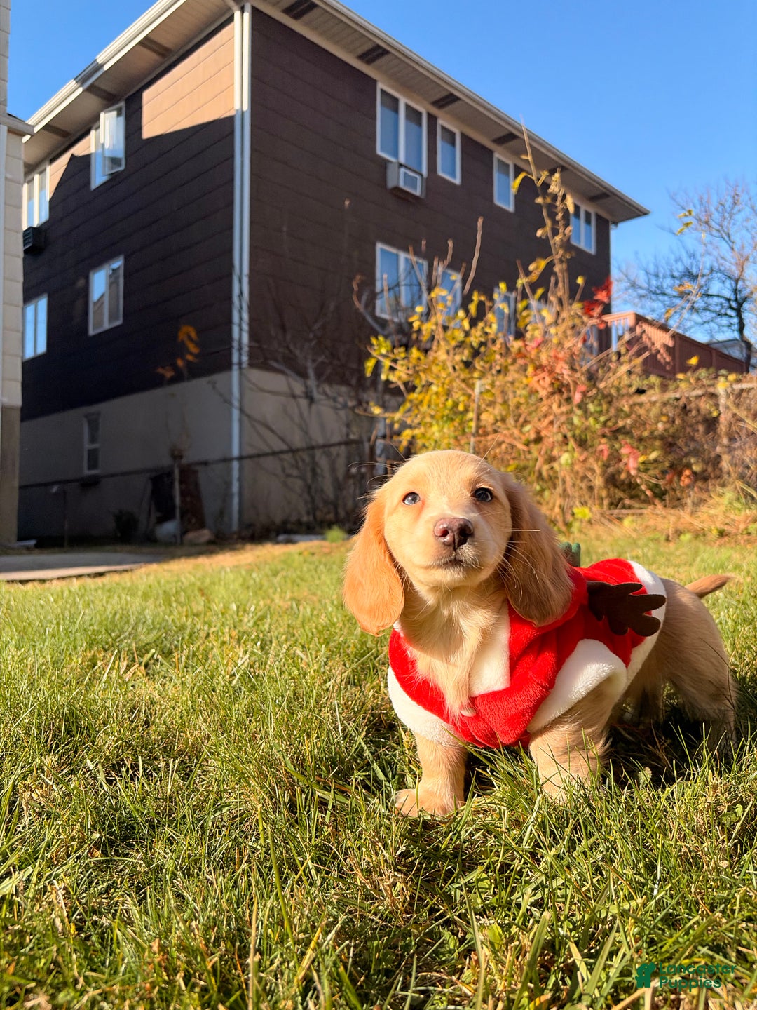 Miniature Dachshund dogs for sale: Maurice - Ad 4