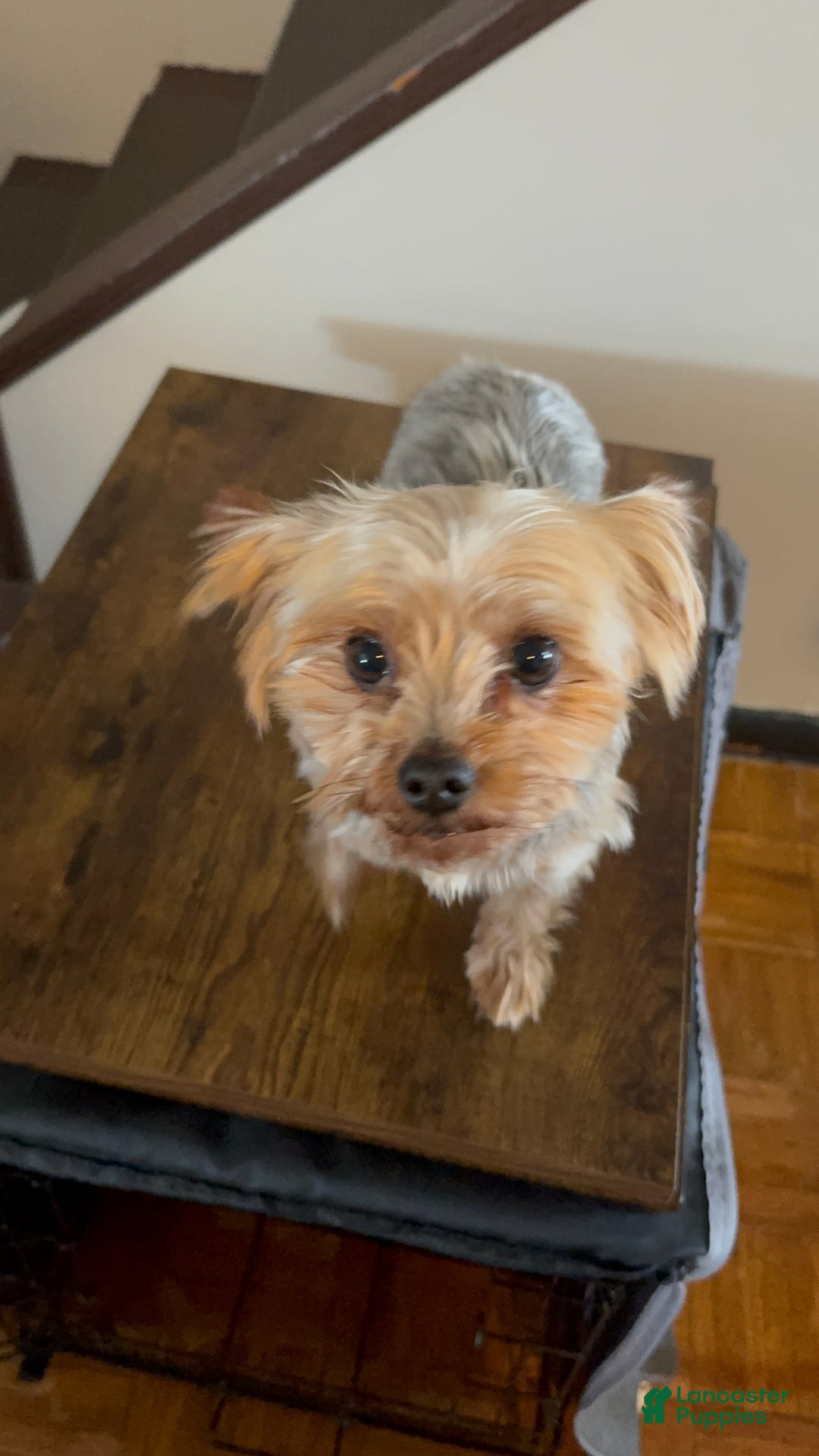 Yorkshire Terrier dogs for sale: Yorkshire Terrier Puppy 1 - Ad 3