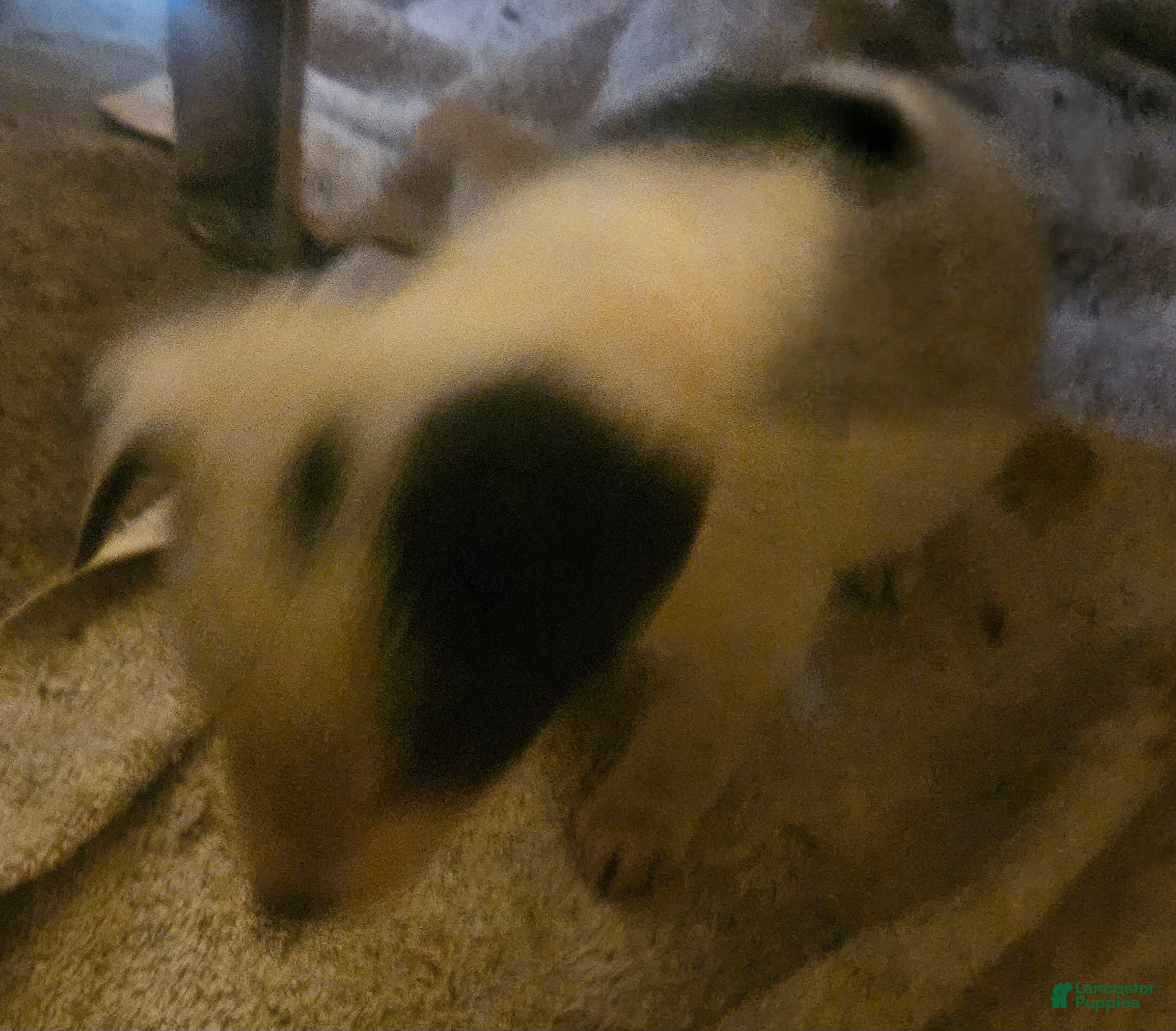 Chihuahua dogs Billy (T-Cup, Call-Text) - Ad 32