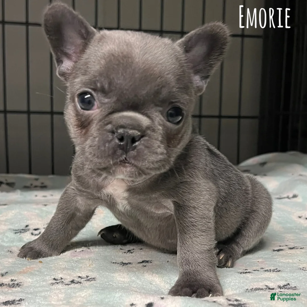 French Bulldog dogs for sale: Emorie - Ad 1