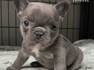 French Bulldog dogs for sale: Emorie - Ad 1