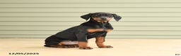 Doberman Pinscher dogs for sale: Harmony - Ad 2