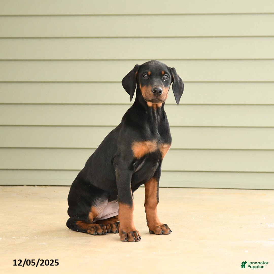 Doberman Pinscher dogs for sale: Harmony - Ad 2
