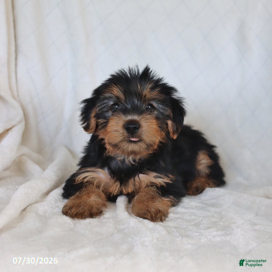 Yorkshire Terrier dogs Sugar - Ad 1