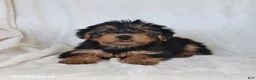 Yorkshire Terrier dogs for sale: Sugar - Ad 1