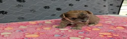 Chihuahua dogs for sale: Brielle - Ad 2