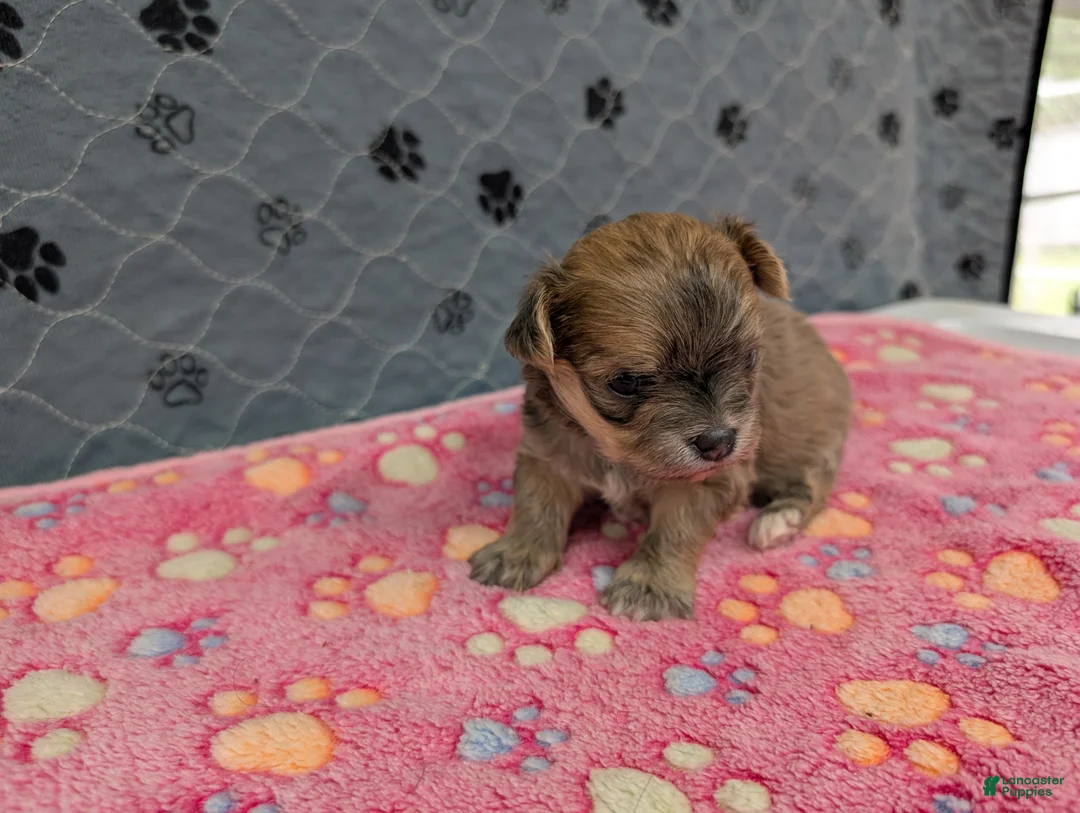 Chihuahua dogs for sale: Brielle - Ad 2