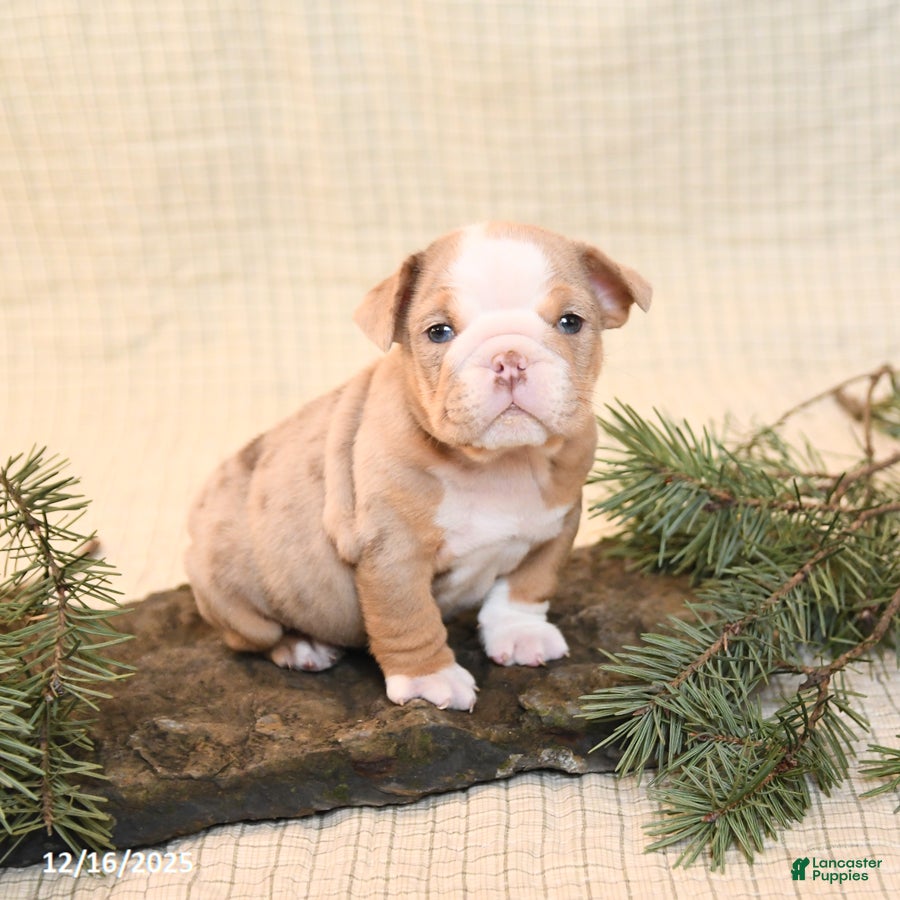 English Bulldog dogs Cappaccino - Ad 9