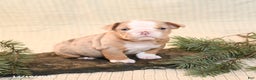 English Bulldog dogs for sale: Cappaccino - Ad 1