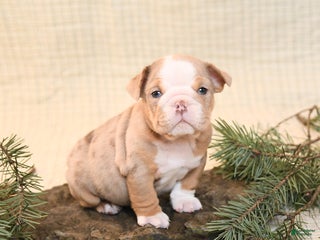 English Bulldog dogs Cappaccino - Ad 40