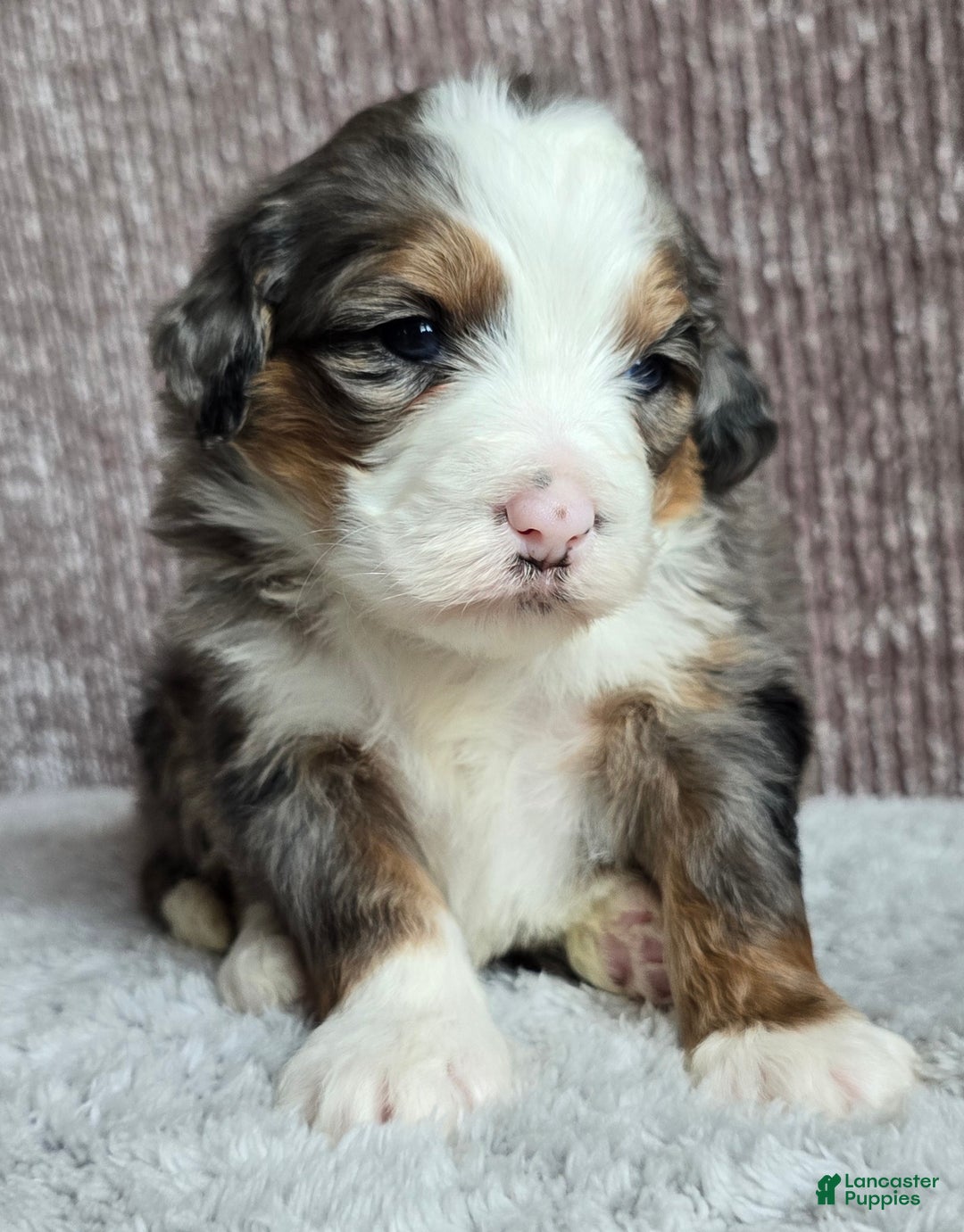 Mini Bernedoodle dogs for sale: Mini Oakley - Ad 7