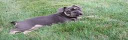 French Bulldog dogs for sale: Linda - Ad 4
