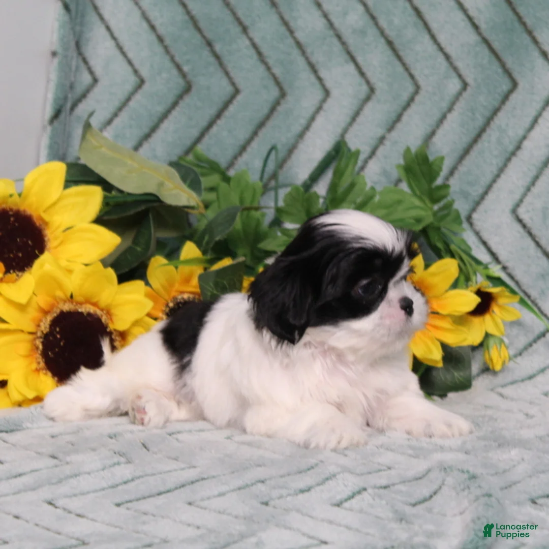 Shih Tzu dogs for sale: Ivy - Ad 2