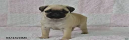 Pug dogs for sale: Max - Ad 3
