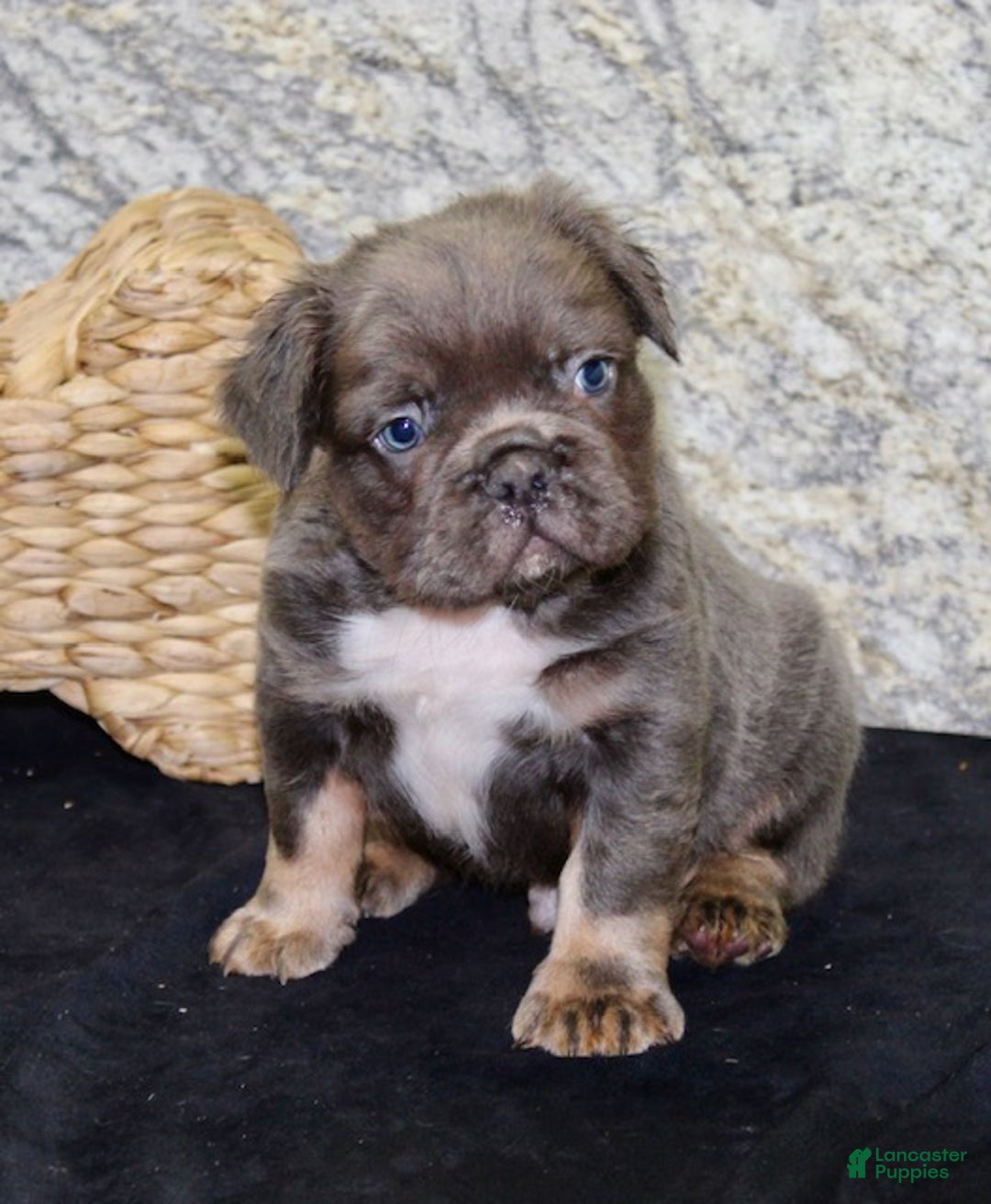 French Bulldog dogs for sale: Shadow - Ad 4
