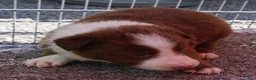 Border Collie dogs for sale: CHIP - Ad 7