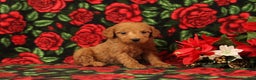 Mini Goldendoodle dogs for sale: Clarence - Ad 2