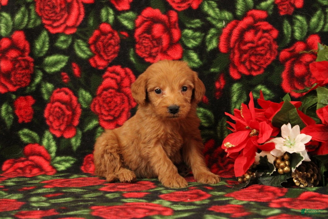 Mini Goldendoodle dogs for sale: Clarence - Ad 2