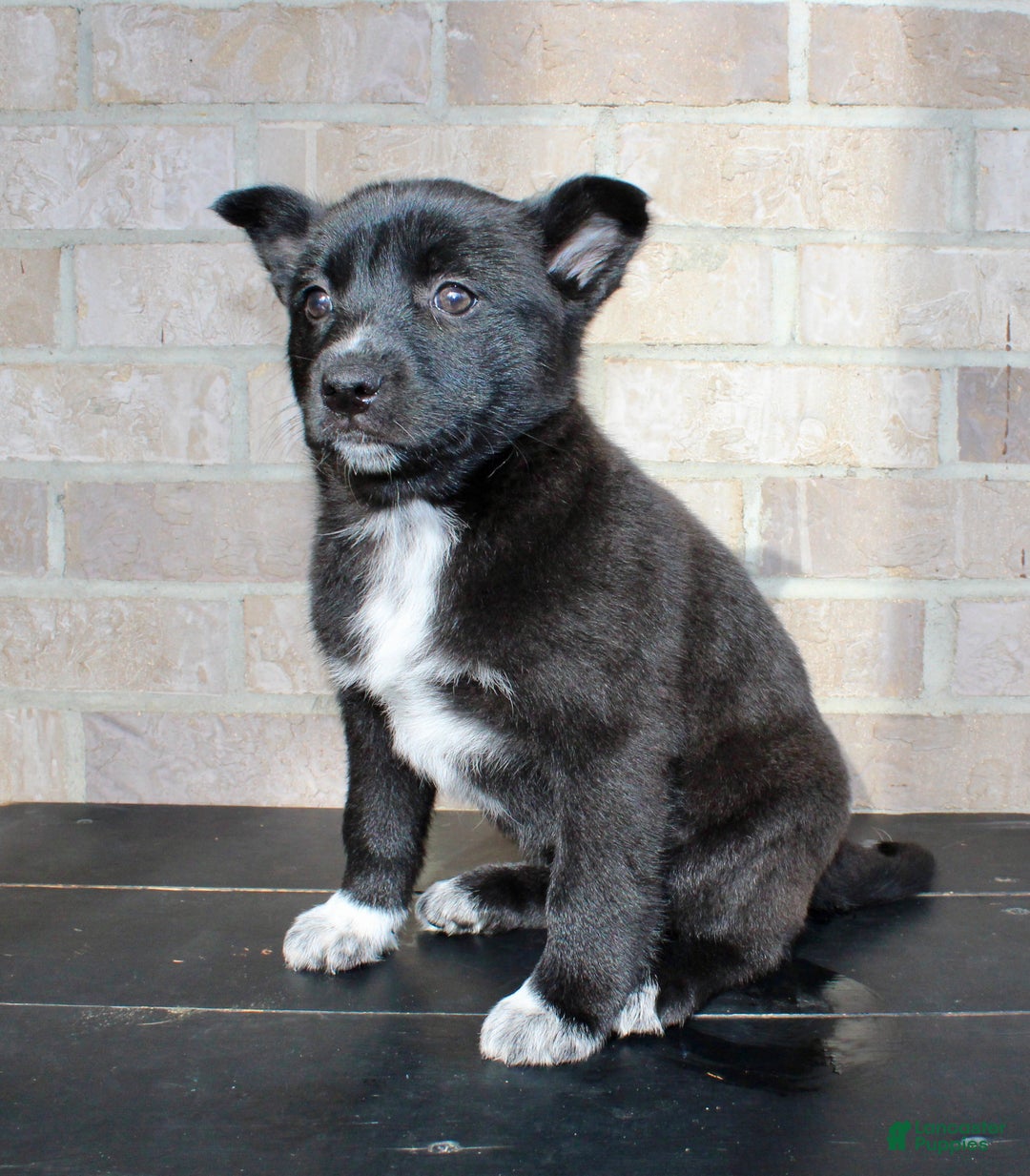 Mixed Breed dogs for sale: Skyla - Ad 1