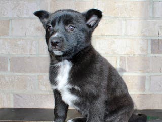 Mixed Breed dogs Skyla - Ad 24