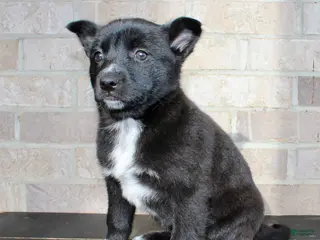 Mixed Breed dogs Skyla - Ad 16