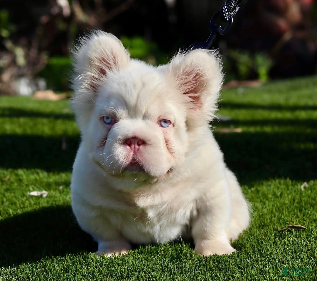 Gallery Image {{count}}