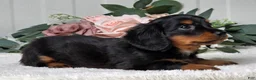 Miniature Dachshund dogs for sale: Rollie - Ad 3